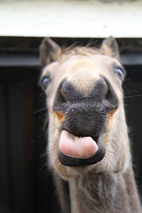 Oki's opinion of having her photo taken!