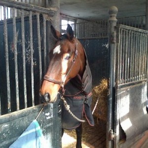 Plaited, but sadly not eventing