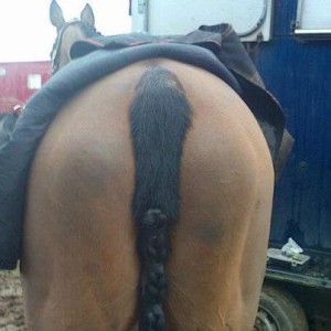 Tidy mud-free tail!