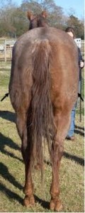 Asymmetrical hindlimb muscling can indicate SI disease.