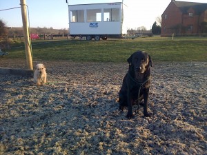 ...and patiently waiting whilst I walk the show-jumping track.
