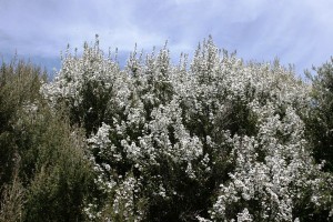 manuka bush