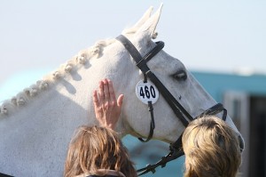 Mo is reminded what a good boy he was post dressage
