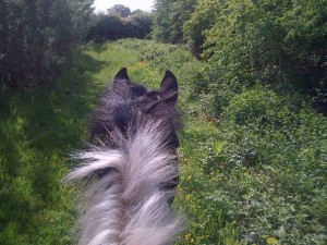 Expanding our horizons - an alert and confident horse.