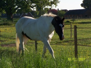 Relaxing in the field after an exciting outing.
