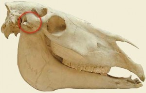 tmj_skull