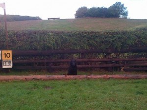 An intermediate hedge - labrador included for scale!