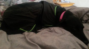 Our relaxed test subject, Mavis.