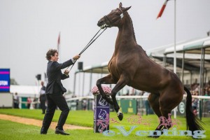 WhittingtonBurghley14