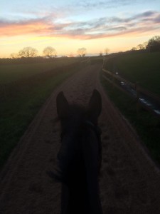 Enjoying the new gallops