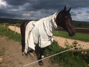 Sadly start of sweetitch season although not sure Siren wants to wear his rug!